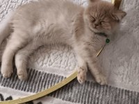 2 Buçuk Aylık Erkek Kedimiz Exotic Shorthair