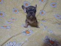 Egzotik french bulldog köpeğimiz