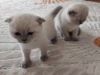 Kedimize Yeni Yuva Aranıyor