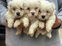 A kalite maltipoo yavruları