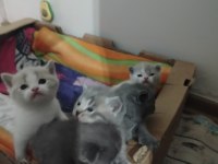 Tatlımı tatlı bebiş kediler burada