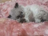 İran Kedisi Yavrularımız Rezerveye Açılmıştır