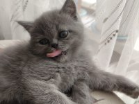 50 günlük british kızlarımız