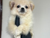 Pomeranian Bebeklerimiz Yuvasını Arıyor