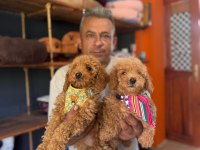 Poodle Bebeklerimiz İçin Acele Edin