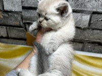 British Shorthair Lynx Point Erkek Kedim
