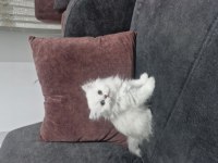 Deniz Gözlüm British Longhair (Ücretli)