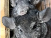 Chinchilla (çinçila) erkek yavru