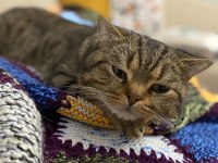 Trabzon İçi Sahiplendirilecek Kedimiz Paşa