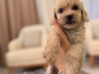2 Aylık Maltipoo