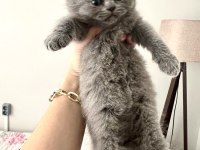 Ayı Surat Top Kafa Bebek Kediler