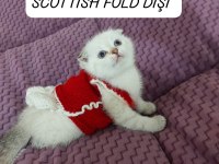 Scottish fold prenses hazır