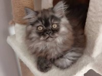 Orjinal Ev İran Kedisi