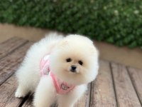 Dişi Ve Erkek Teddy Bear Garantili Pomeranian