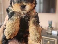 Yorkshire Terrier Yavrular 2.5 Aylık