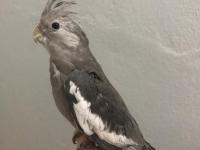 Yavru Sultan Papağanları