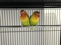 Eş tutmuş yavru alınmış dişi + erkek cennet papağanı ısırmaz