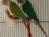 Dna Belgeli Konur Papağanı Takım 81 İle Gönderim Vardır