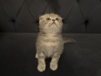 Safkan Scottish Fold Yavrular Ayı Surat 2 Aylık