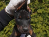 A scr safkan doberman yavru köpekler