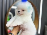 2 Buçuk Aylık Pomeranian