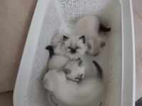 Maviş Kediler Yeni Yuvalarını Arıyor