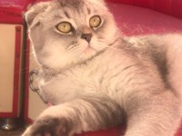 1.5 yaşında scottish fold kızımıza yuva arıyoruz