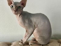 7,5 Aylık Erkek Sfenks