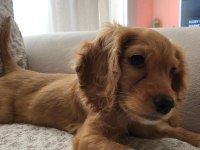 Sağlıklı cocker yavrular