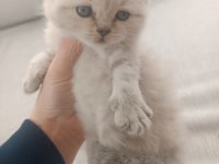 British longhair scottish fold kedimiz