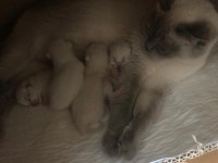 Safkan British Shorthair Yavrularım Yuva Arıyor