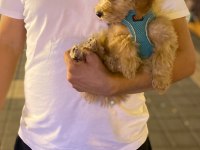 Maltipoo Dişi Köpeği