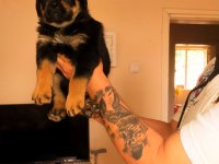 Safkan Dişi Rottweiler Yavrular