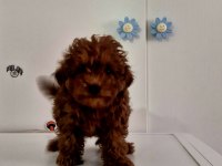 Orijinal Toy Poodle Değerlendirmeden Geçmeyin