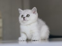 Full Şecereli Babadan Teslime Hazır Dişi Kedimiz