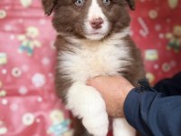 Border Collie Yavruları - Zeka, Sadakat Ve Enerji
