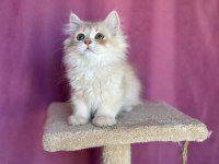 British longhair oğlum yeni yuvasına gitmeyi bekliyor