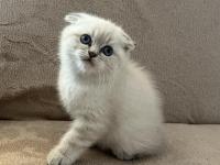 Scottish Fold Erkek Bebek