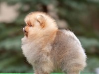 Ayı Surat Pomeranian Yavruları