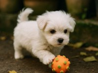 Maltese terrier yavrularımız sağlık ve ırk garantili