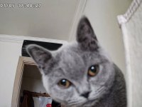 Turşu Kız British Shorthair 7 Aylık Her Şeyi Tam
