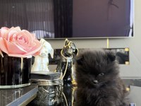Siyah Nadir Renk Pomeranian