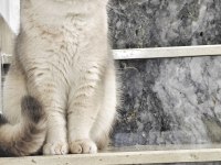 Safkan British Shorthair Ay11 Erkek