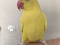 Mutasyon pakistan papağanı evcil