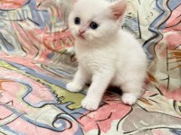 Dişi British Shorthair Tüm Eğitimler Tam