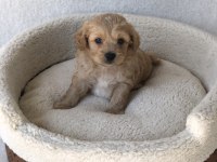 Maltipoo a kalite yavrular