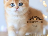 Işıltılı Golden British Shorthair Ny11