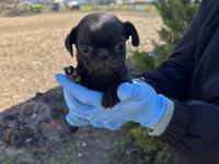 45 günlük siyah pug mops