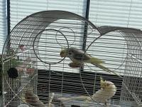 Sultan Papağanları