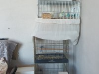 3 Takım Muhabbet Kuşu Çiftler 3 Yavru Komple